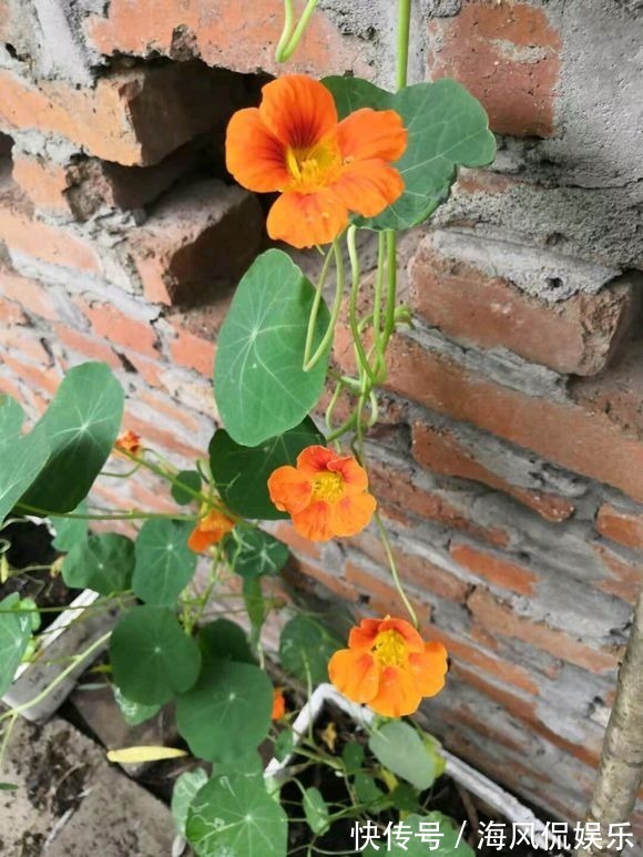 这3种花,一到秋天就开爆盆,阳台美成小花园!