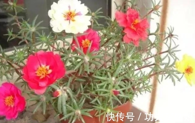 8种多肉皮实又好养，开花超级美丽，总有一种是你喜欢的
