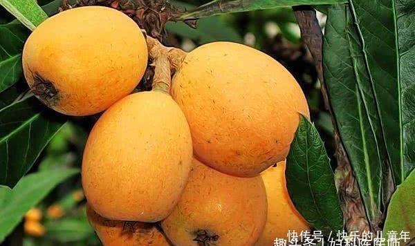 想要减掉大肚子,不妨常吃3物,清油刮脂,减肥瘦身,增强体质