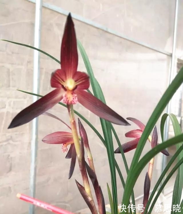 此兰,花色堪称“顶级”,甜香四溢,曾多次获奖,美得移不开眼!