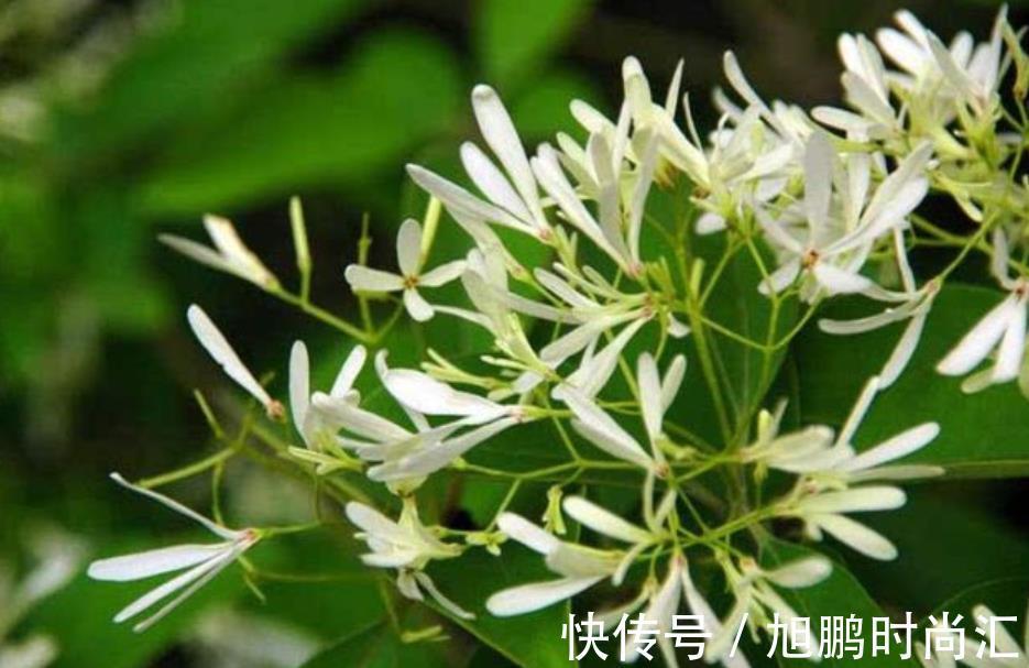 6种“娇艳”花，汁液剧毒，家里有的赶紧搬出去，你家养了几种？