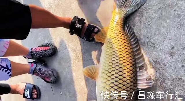 广州男子珠江钓起“鲤鱼王”,一米长全身金黄,路人争相出价购买