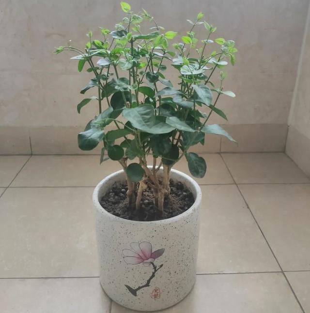 茉莉花后赶紧剪,剪完就开花,一直剪一直开