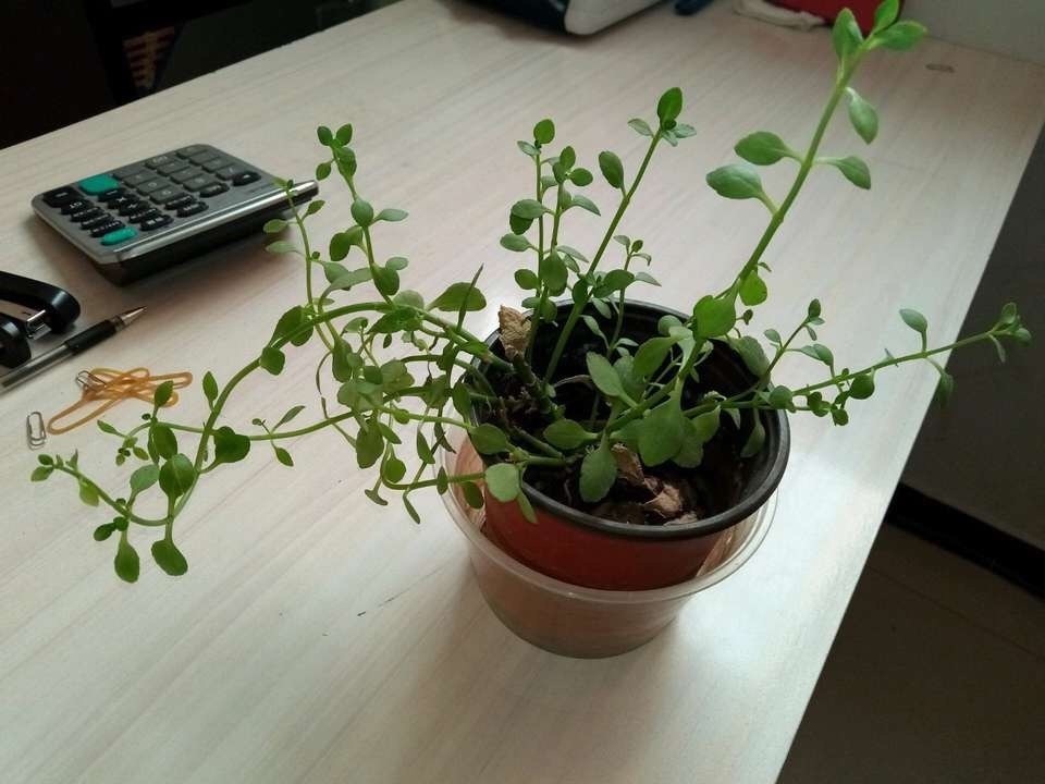 粗壮|长寿花越养“越瘦”怎么办教你3字口诀,1年变老桩,开成花球