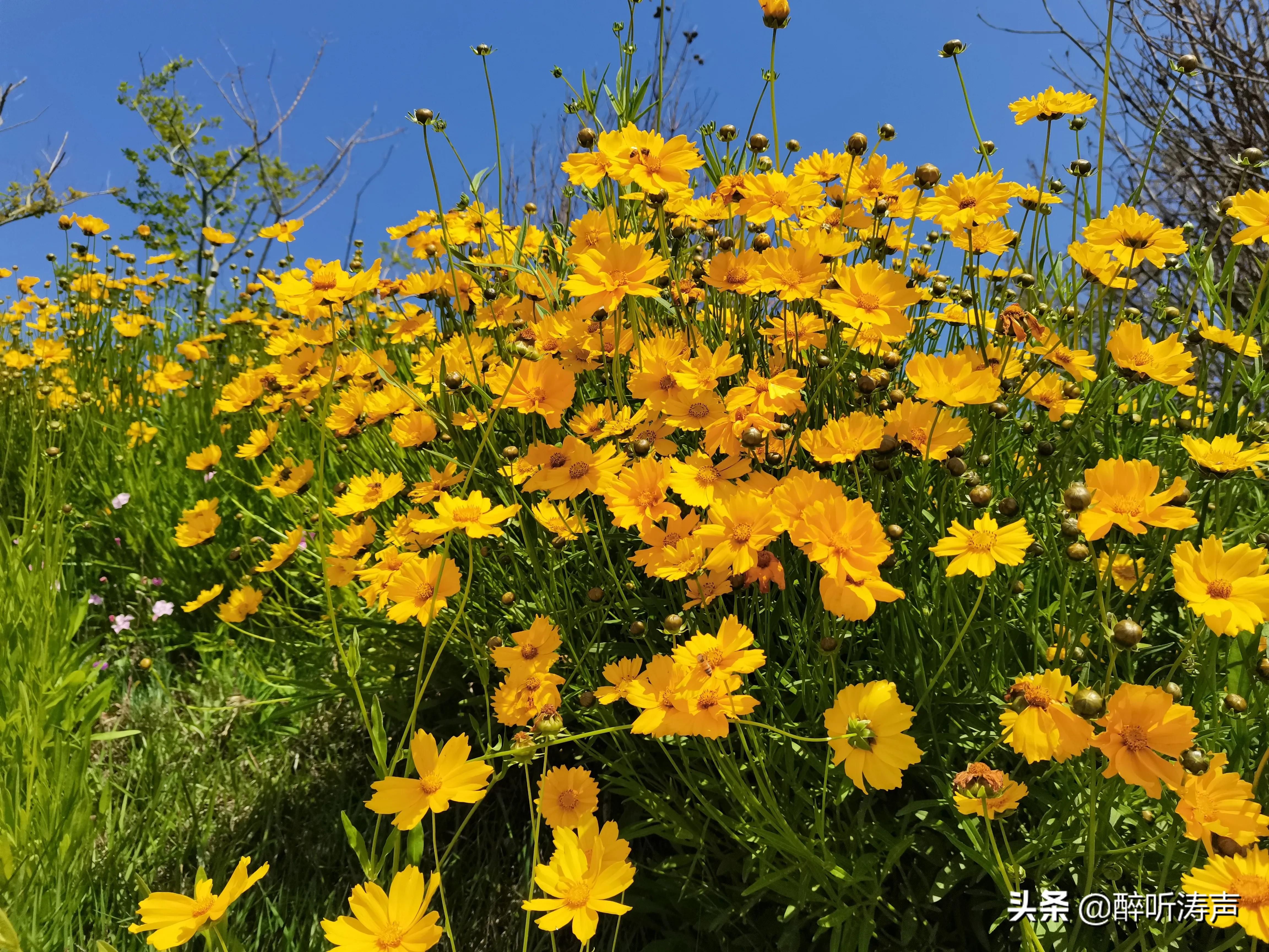 难以形容|天蓝海蓝花海一片片，难以形容的东环岛路之美