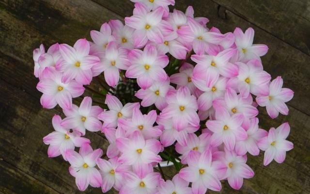 风雨兰|7种花夏天爱淋雨,越淋长得越欢,多淋几次,肥料都省了
