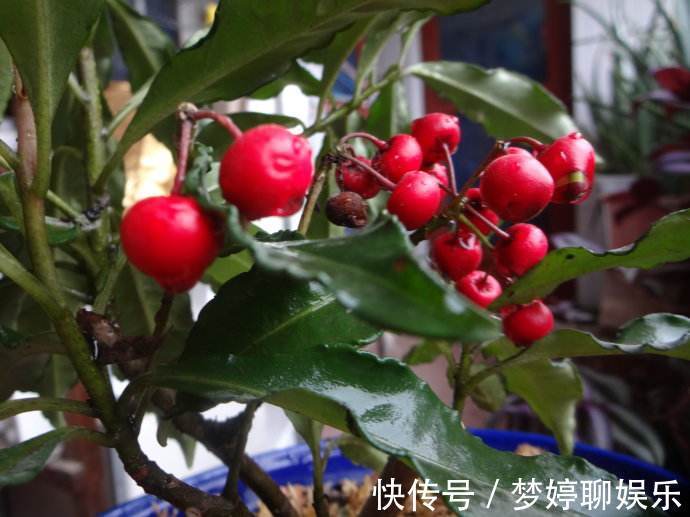 1种花,人称“黄金万两”,客厅养1盆,吉祥好运来,我就养了