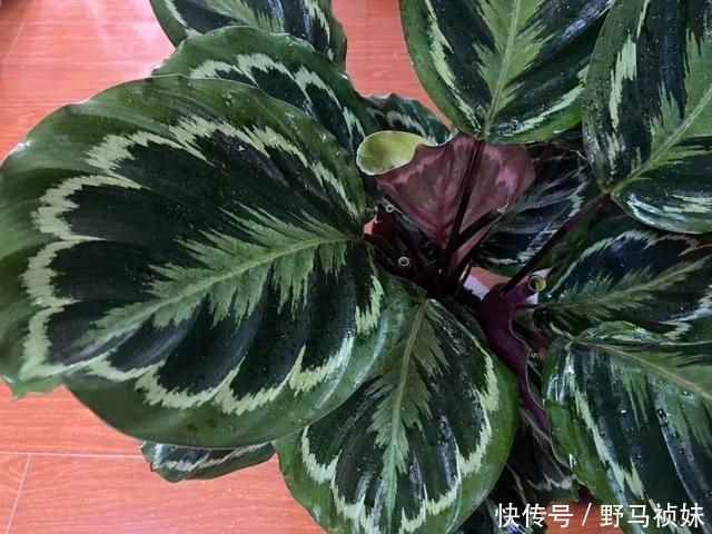 叶子|6种花一天不浇水,叶子就耷拉,缺水3天就死翘