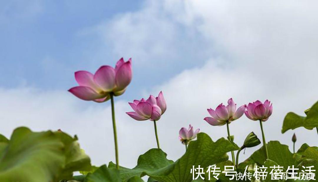 小荷$杨万里水平很高的一首诗,只是描写了寻常之景,但是每一句都很美