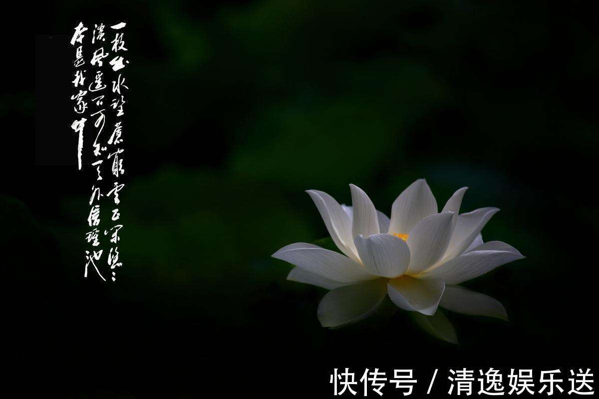 蓝莲!荷花不仅是诗人的灵魂,也是佛教信仰寄托,愿每人心中有一朵净莲