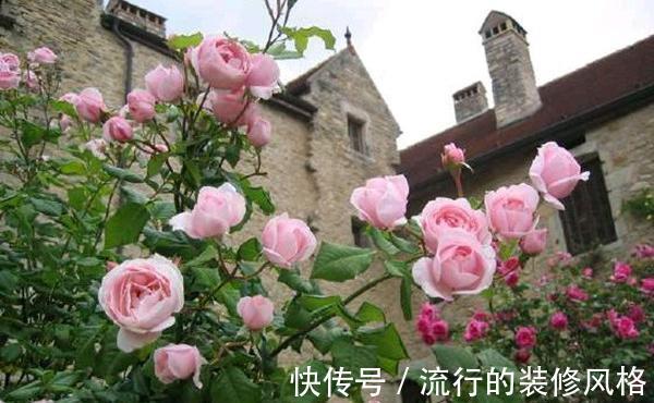 茉莉花|家里养殖的花卉在度夏时,最怕的不是温度高,而是怕乱浇水