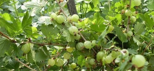 西红柿|女性不想长皱纹，以下食物要多吃，保护卵巢，促进新陈代谢