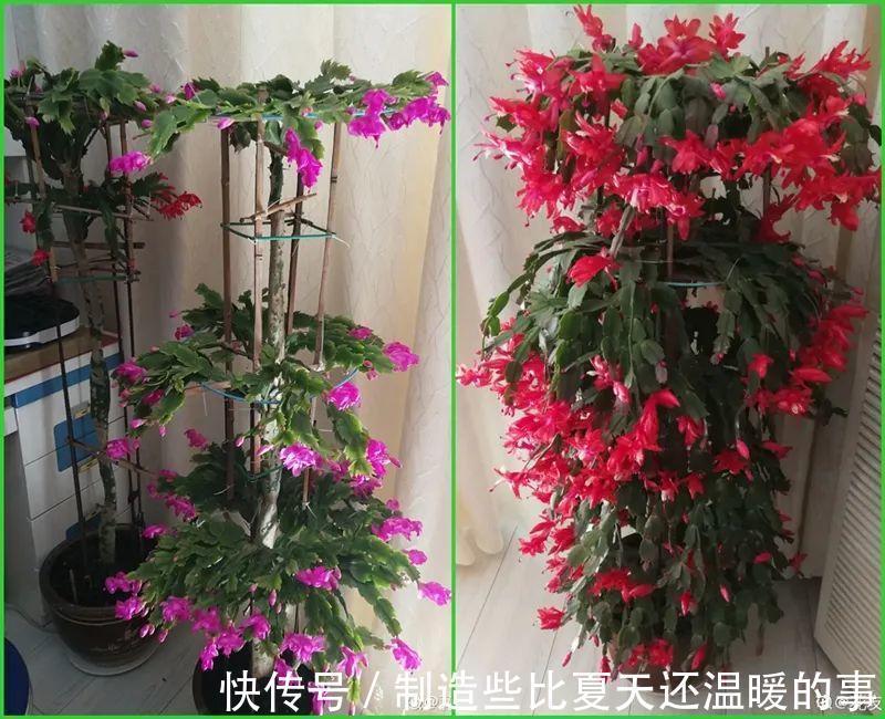 养护蟹爪兰,要注意8个要点,才能开出仙气飘飘花