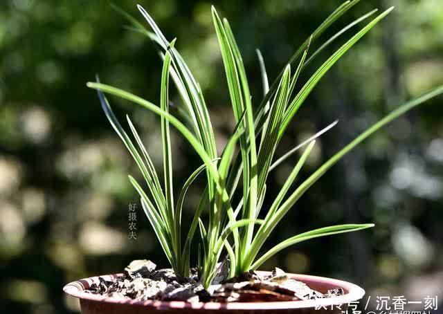 夏天|夏天如何管理兰花,才能确保不会烂根?这3点非常重要