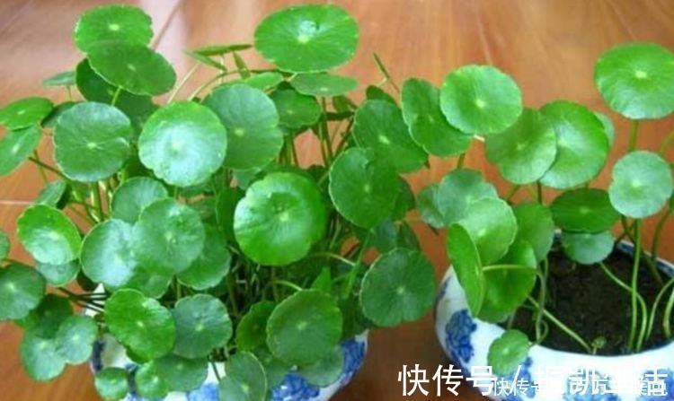 叶片|家养4种花，个个都是财神爷，几个月不浇水，照样长得旺