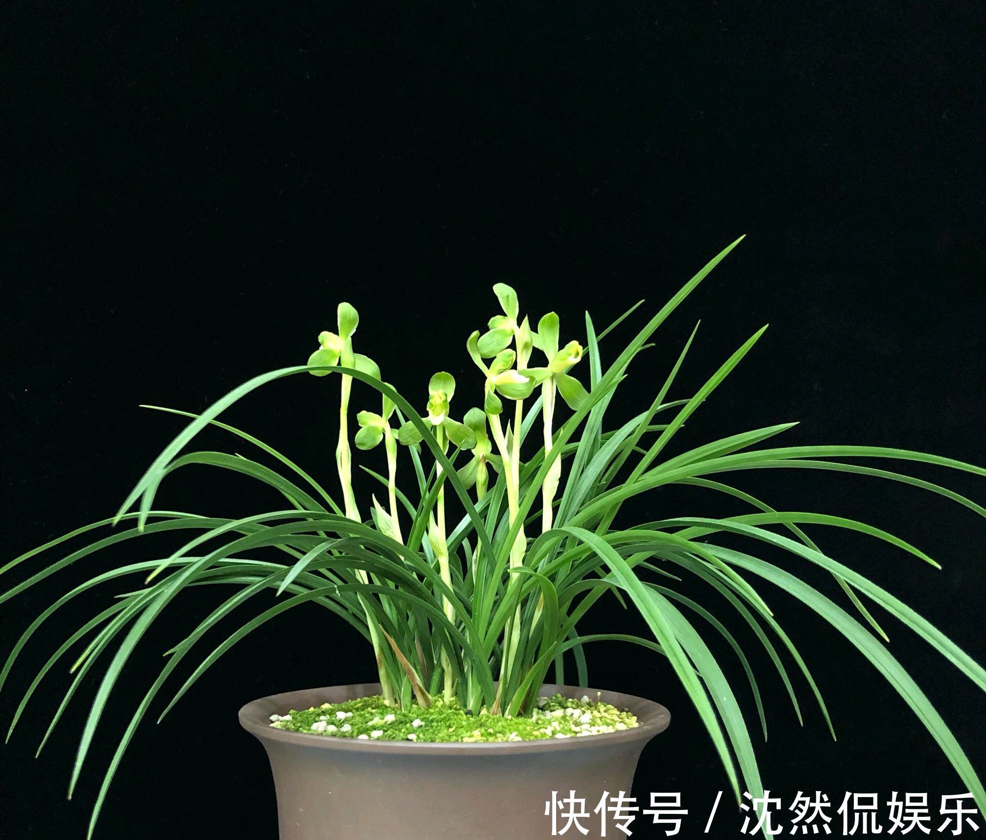 施肥|兰花焦尖的6大原因,搞清楚了好对症下药,兰花焦尖不用怕