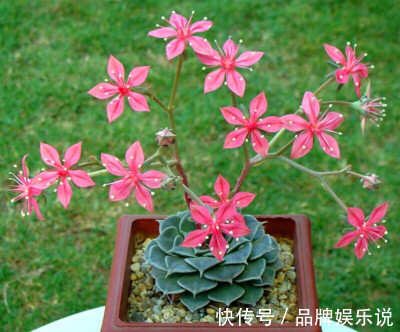 少有人养的冷门多肉，没想到还是个“花仙子”，开花如此惊艳！