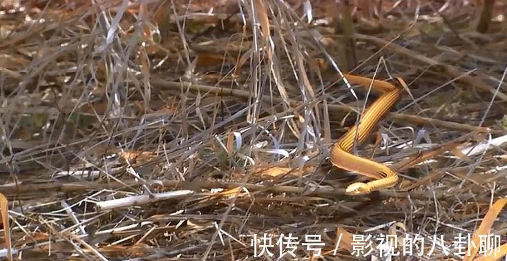 蛇谷|欧阳锋为何忌惮段皇爷,不仅是一阳指,小金蛇也发挥了大作用