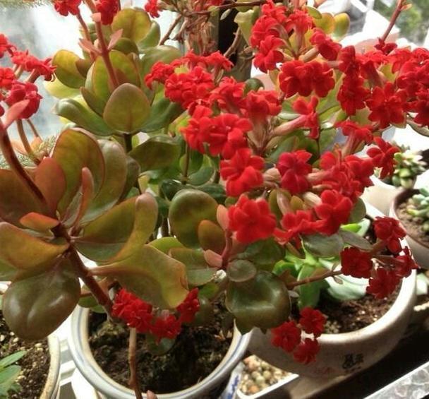 水溶肥|秋养君子兰、蟹爪兰、长寿花,注意这些,植物成长开花不受干扰