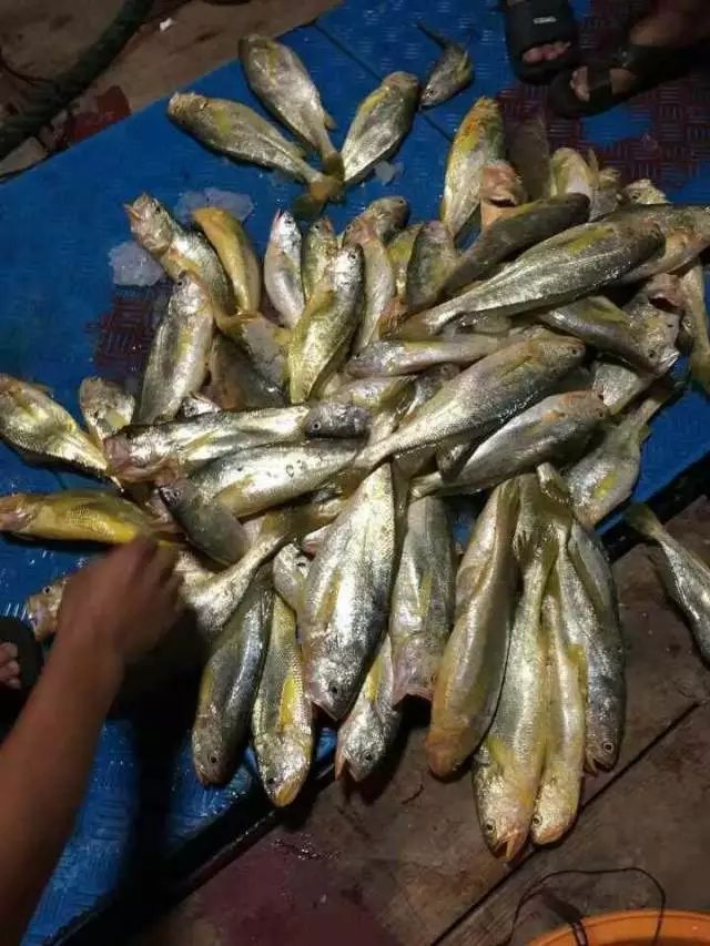 崇明有句俚语叫拔黄花郎,究竟是什么东西?