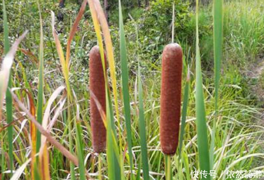 农村街边一种野草“火”了，农民称为“火腿肠”城里人吃过的不多