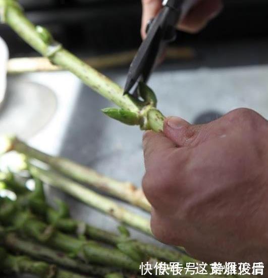 现在扦插此4种花,一周就长芽生根,一棵变多棵,成养花大户了