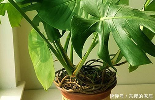 居家客厅不知道养什么绿植这三种既上档次又耐活，懂花人都养