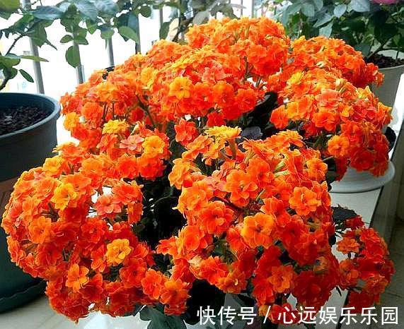 爆盆|养长寿花,换盆记住“正确时间”,操作得当,才能快生长,开爆盆