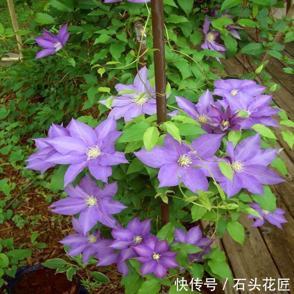 花朵|寓意“紫气东来”的5种花,养在家里“年年”都能开,太赞了