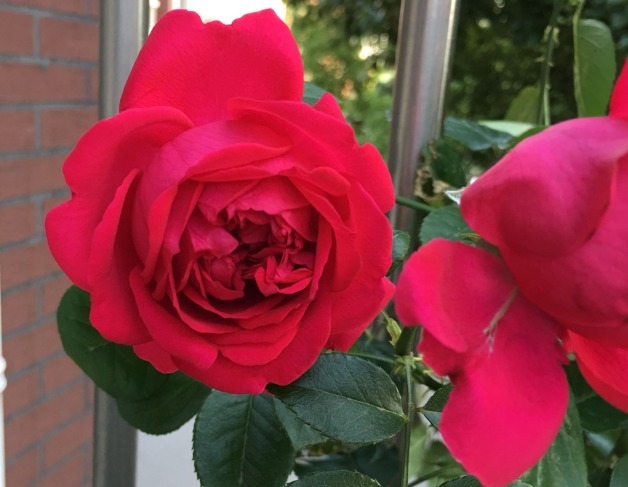 花朵|你见过比它们还红的花吗纯正的国旗红,艳丽夺目!