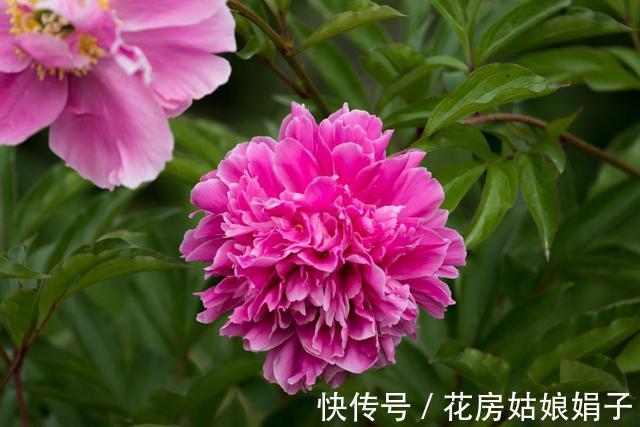 都知道牡丹是“花王”,却不一定知道谁是“花相”?值得了解一下