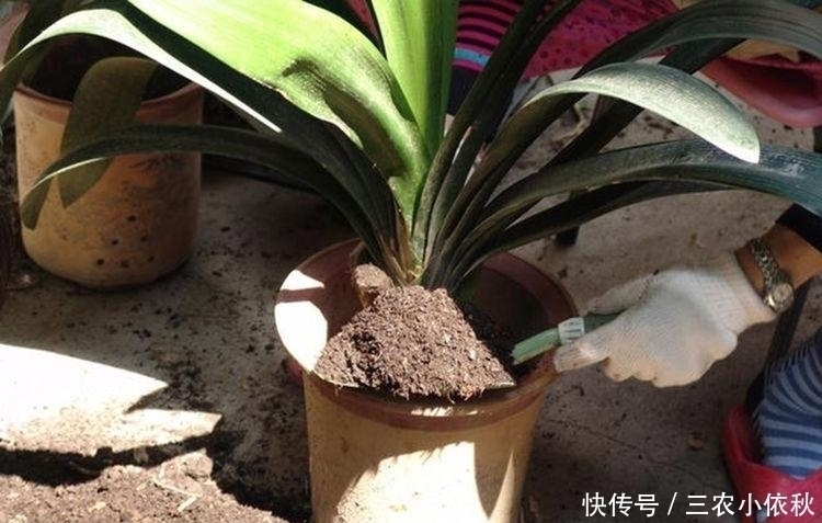 你家附近有这种树吗？树下挖几铲，就是“万能土”，养啥花也旺