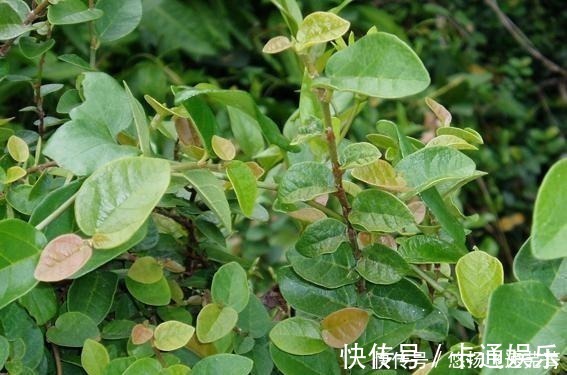 薛荔|农村一种植物,果实像秤砣,曾是儿时的零食,现在才知道它的价值