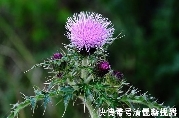 一夜暴富|12生肖出生在这些月份，必会一夜暴富，有钱又安康！