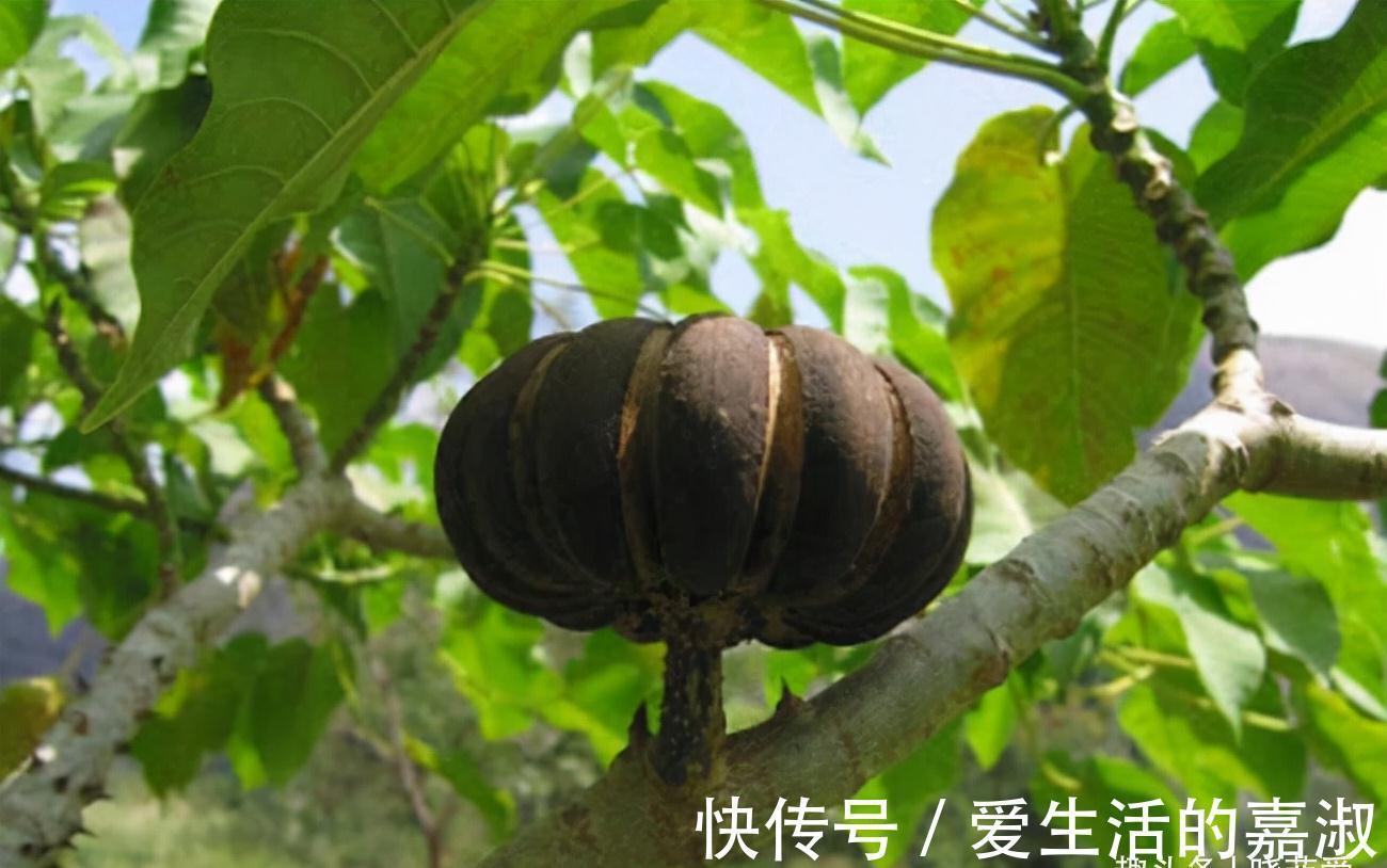 金皮树|认识植物界的“六大毒树”,看到“绕道走”,涨知识不吃亏