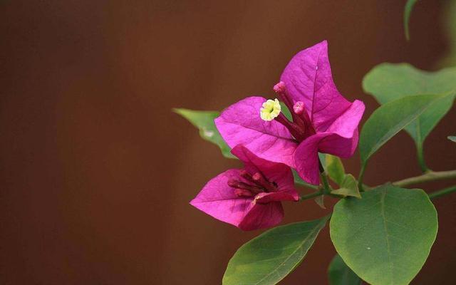 三角梅不难养开花更是赏心悦目,怎么给三角梅浇水,花期花苞更多