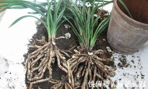肥厚|给“3种花”换盆,一定不能浇“定根水”,否则烂根多,容易死亡!