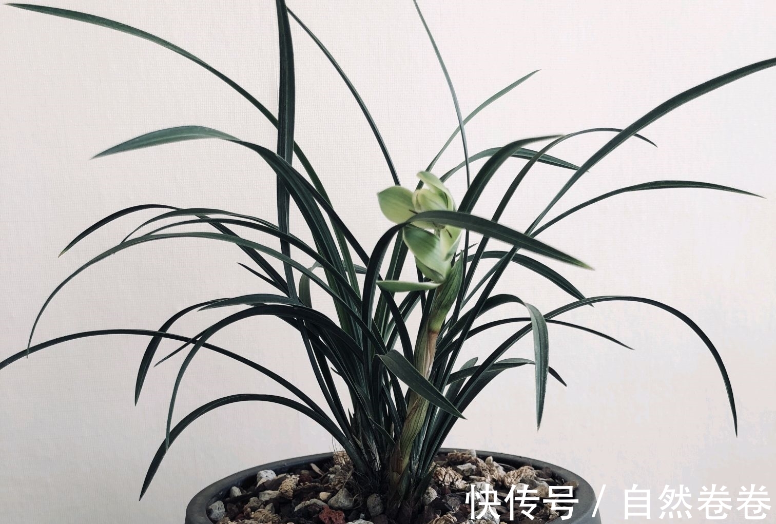 买的兰花烂根空根多，上盆能养活吗？退货太麻烦了