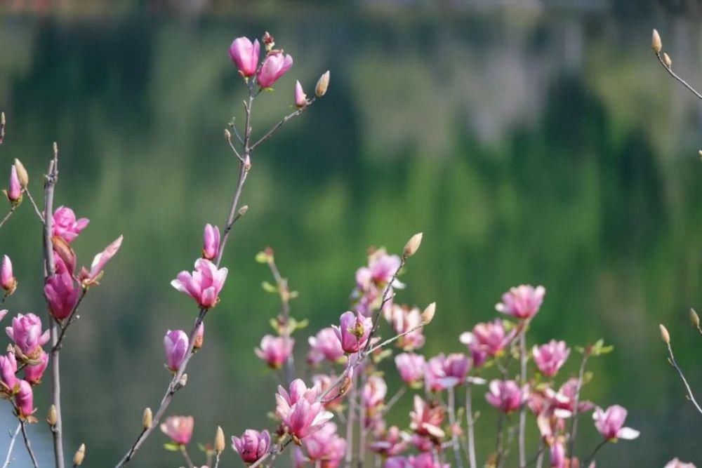 知识|七星岩玉堂春、宫粉紫荆踏春而至，美出新高度！