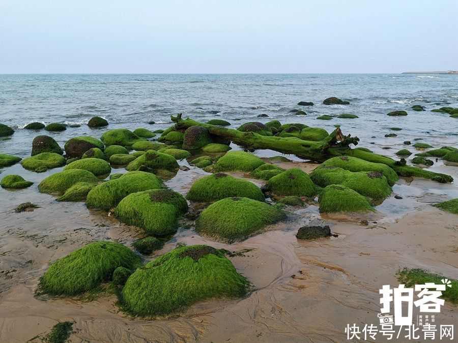 海口海湾有片“绿石滩”|拍客 |海口海湾有片“绿石滩”\＂,\＂i16\＂:\＂拍客