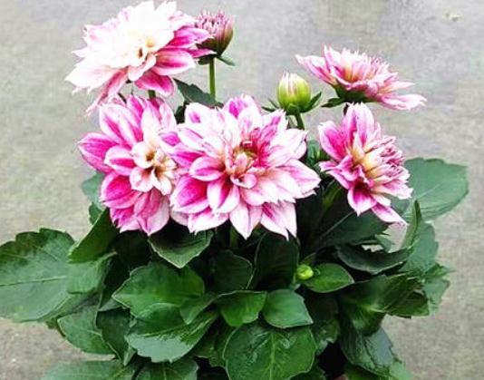 4种“多色花”养阳台，一盆比一盆颜色多，花开了就是100朵