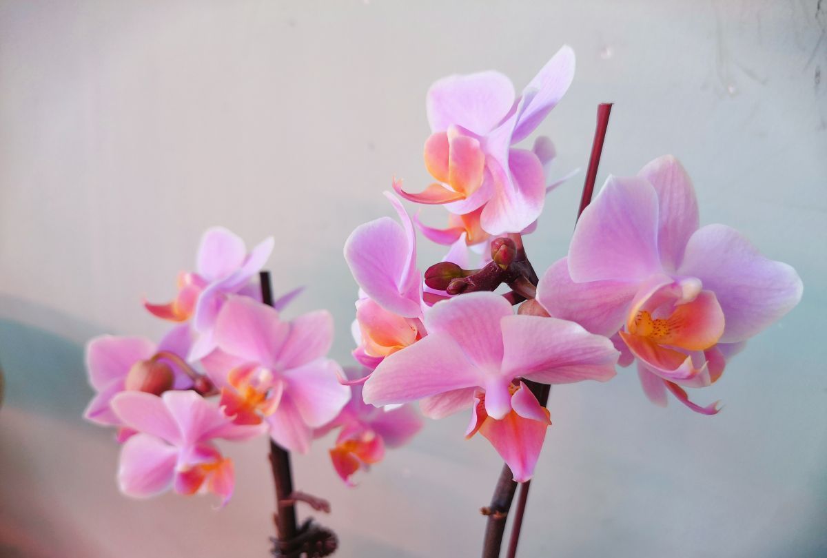 几种开花植物超耐阴,带来吉祥好兆头,养上一盆好运连连