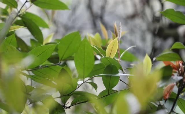 桫椤自然保护区穿梭记之二丨小黄花茶生长发育在梦幻仙境里的山茶花王后