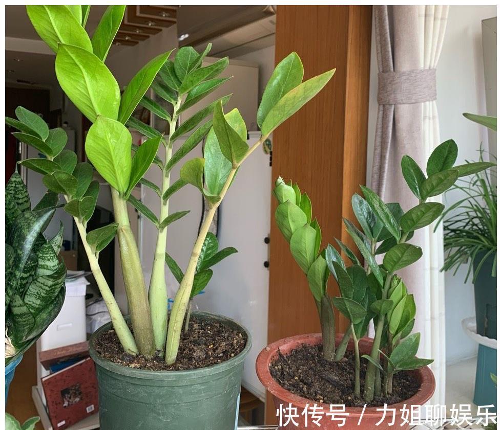 7种“富贵花”,容易被浇死,别太狠,一杯水就够养一冬天