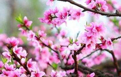 桃花|下半年桃花朵朵开，贵人多多，爱情事业双丰收的4大生肖