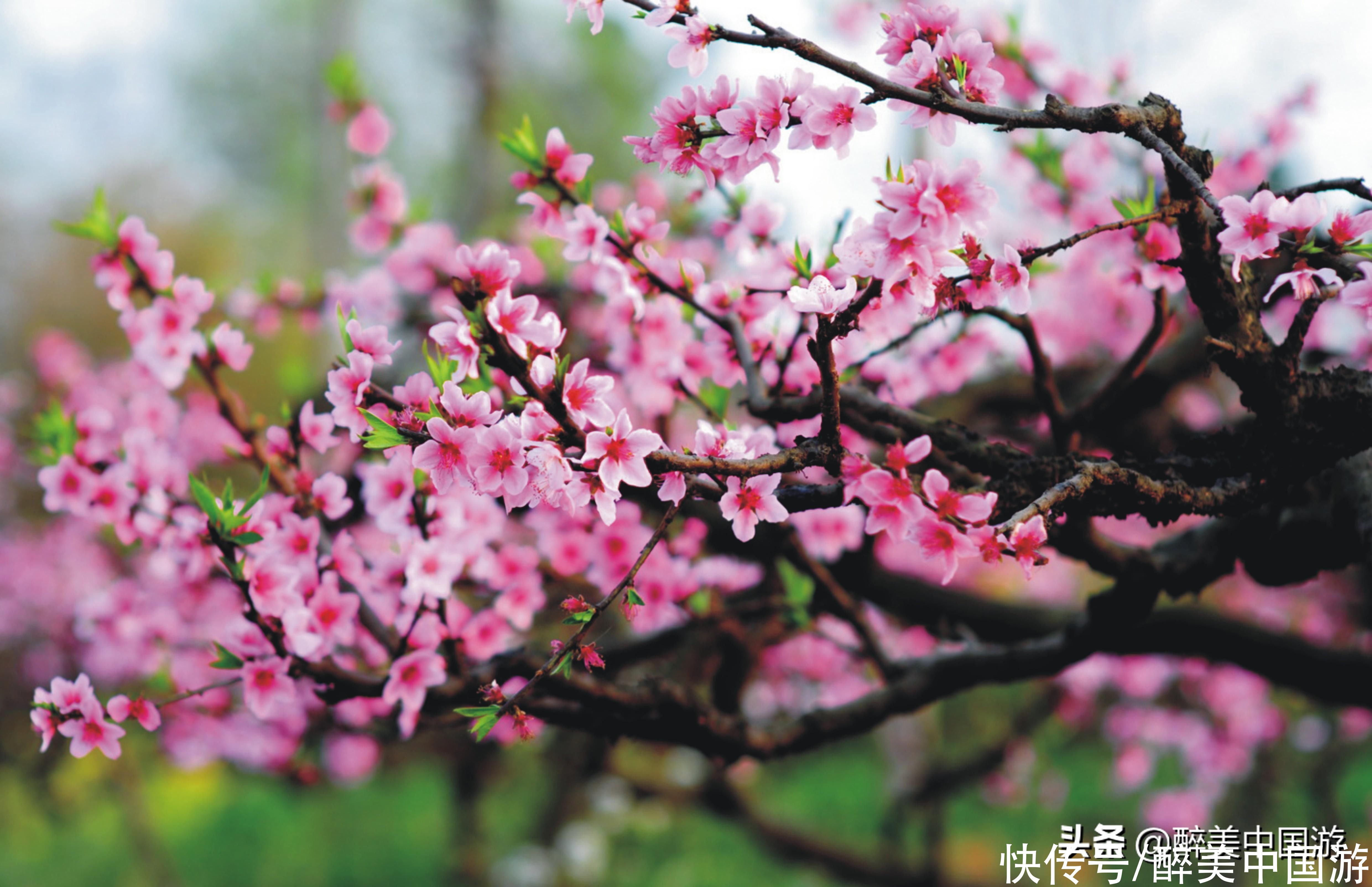 这里是桃花源记的艺术原型之一，有返璞归真之感，以幽谷风光取胜