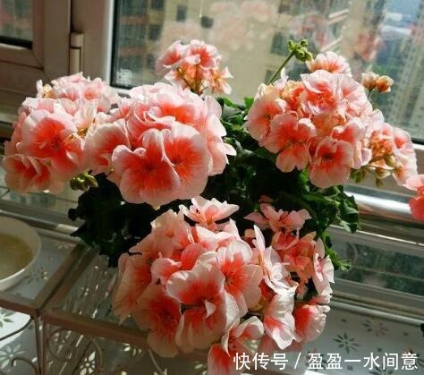 菊花|家有小阳台,就养“4种花”,春夏秋冬轮着开,365天都赏花!