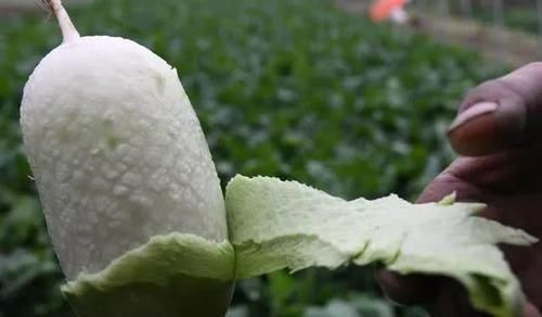 种植|邻居爷爷种“特殊”萝卜,剥皮生吃比梨甜,价格翻了10倍,真是怪