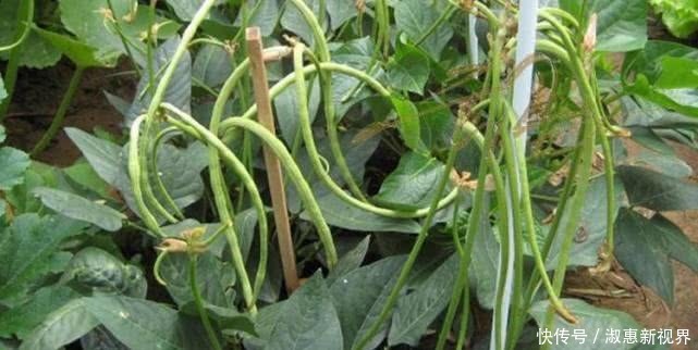 盆栽|一结就一串串，2根可以炒一盘，一个花盆种出来，45天上桌吃