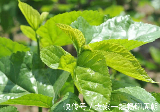 五谷之王|天然的“胰岛素”被找到,每天吃点,血糖不升反降,三高稳如泰山